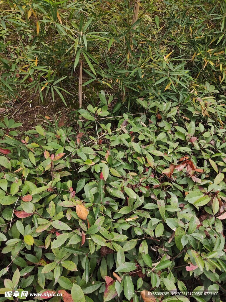 地面绿植与周边植被景观