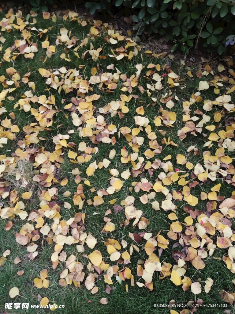 落叶铺地的秋日美景