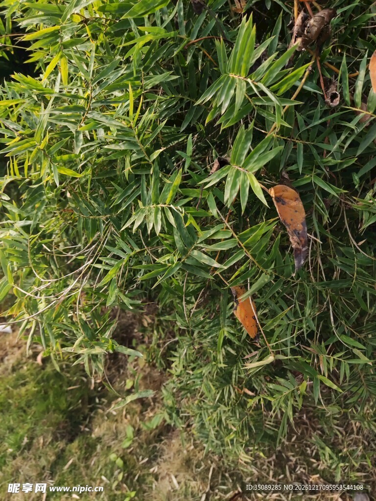 翠绿植物枝叶特写