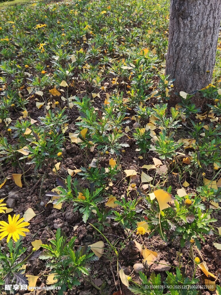 树下落叶与绿草景象