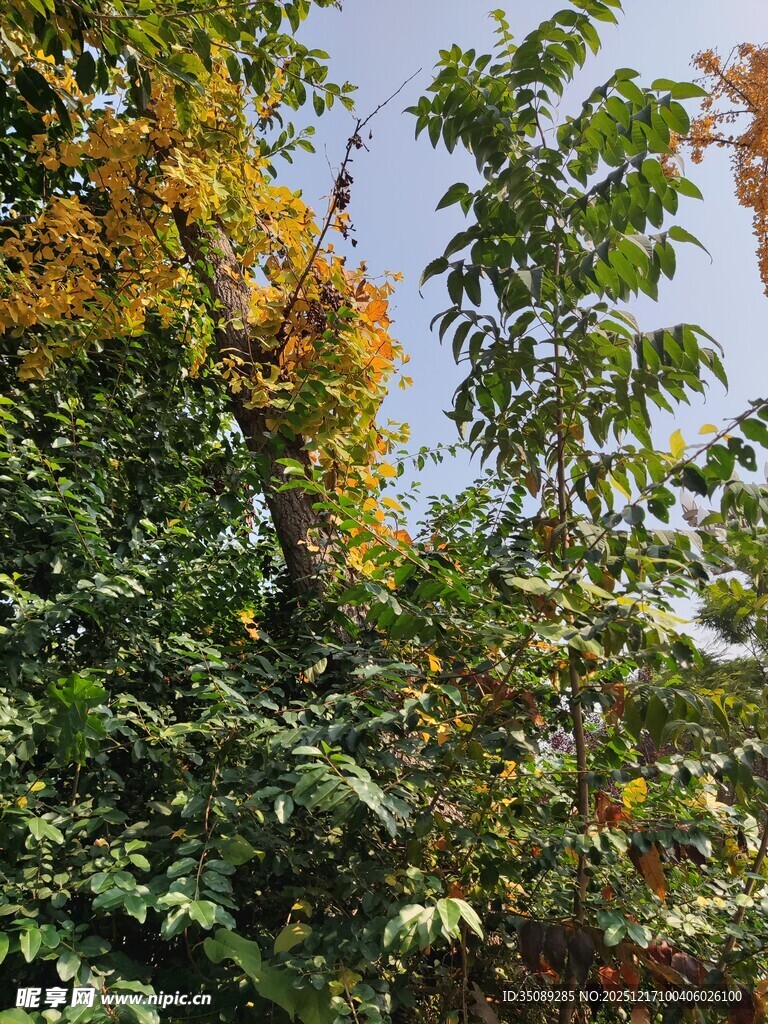 秋日多彩树木景观