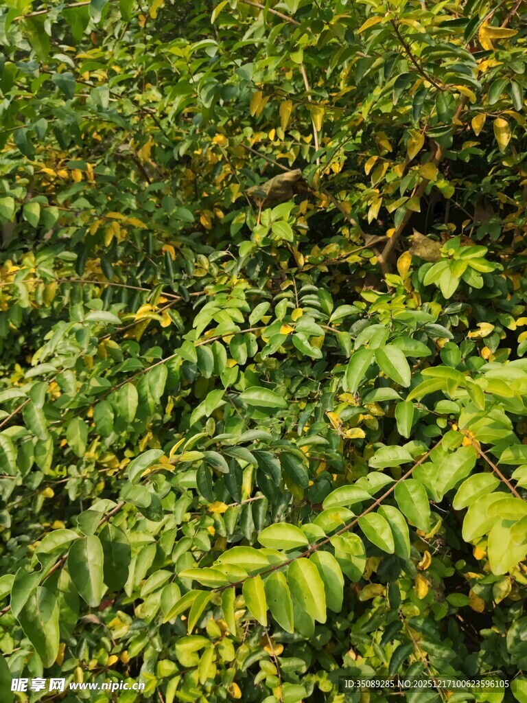 茂密翠绿的植物景观