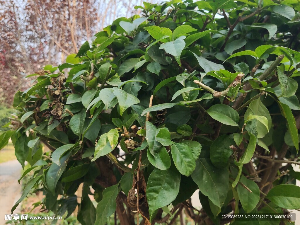 茂盛绿植展现自然生机