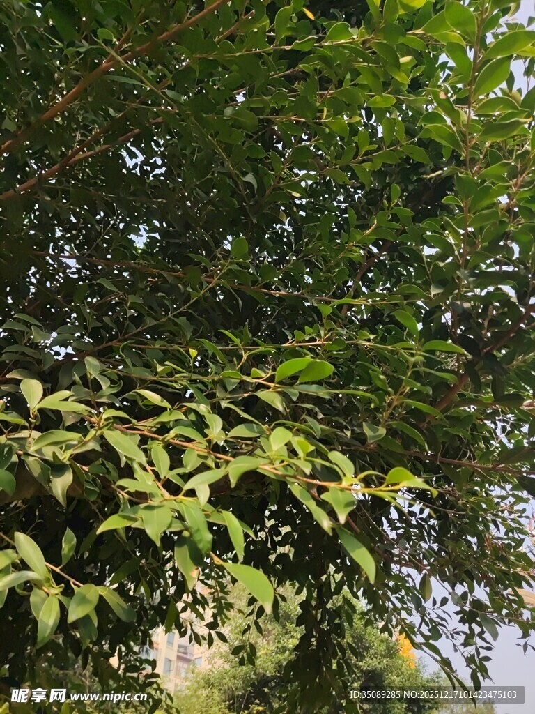 繁茂绿叶间的自然景致