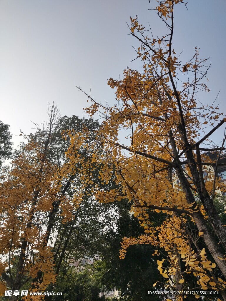 秋日银杏树枝叶美景