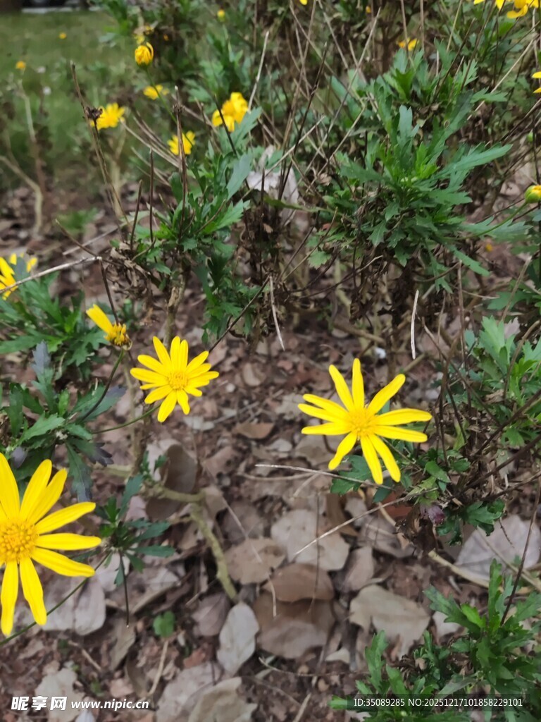 野外绽放的黄色小花