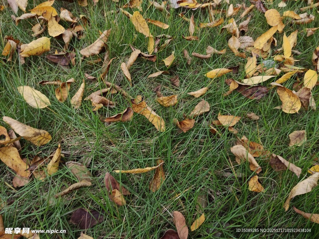草地上散落的金黄秋叶