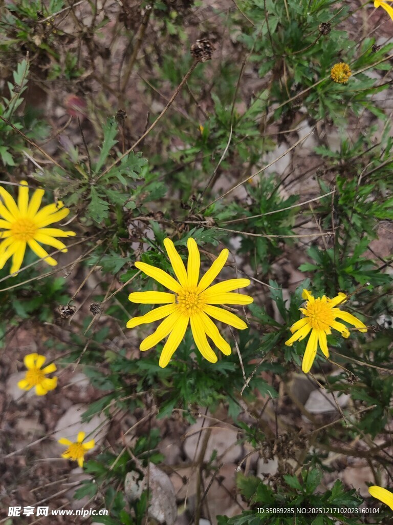 地上绽放的黄色小花