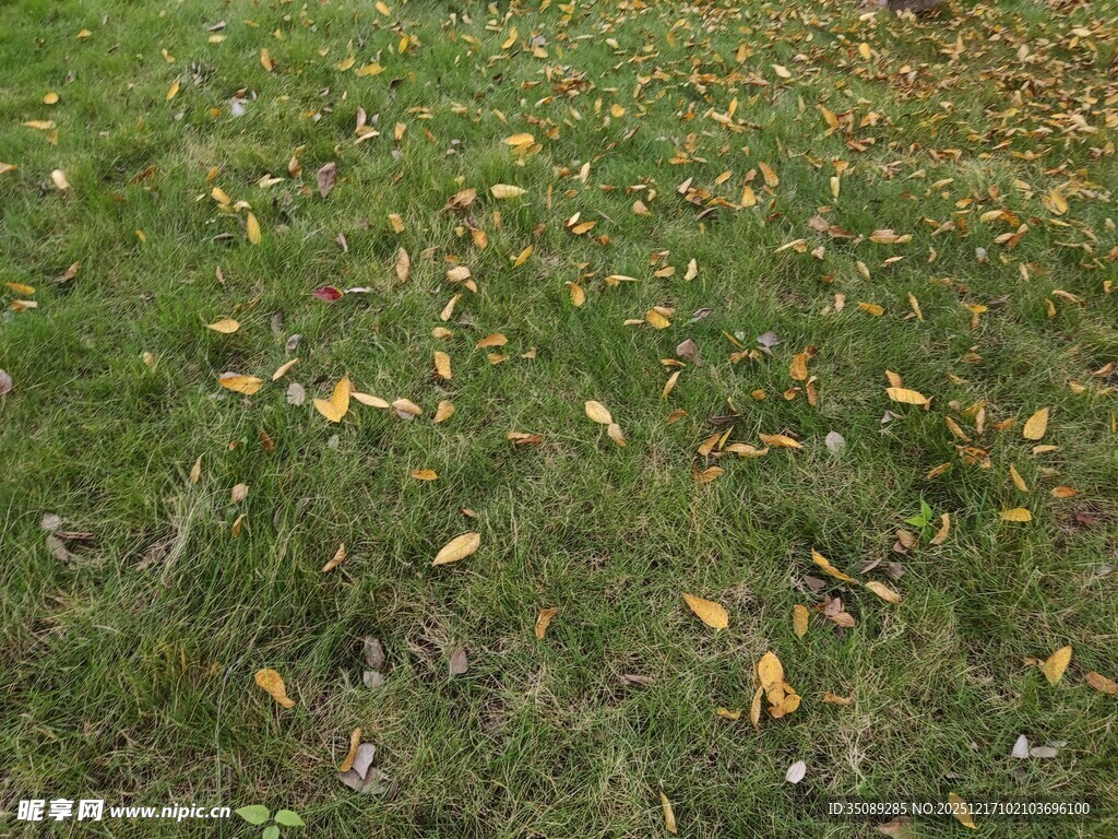 草地上散落的金黄秋叶
