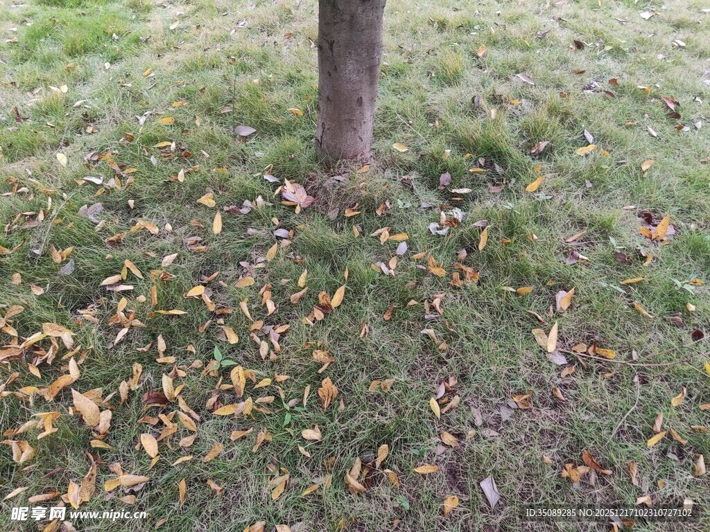 树下草地与散落的秋叶