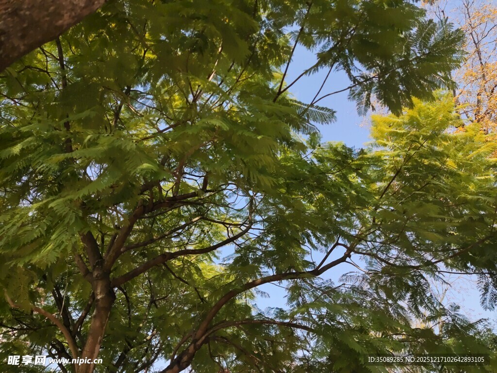 仰视繁茂绿树与蓝天