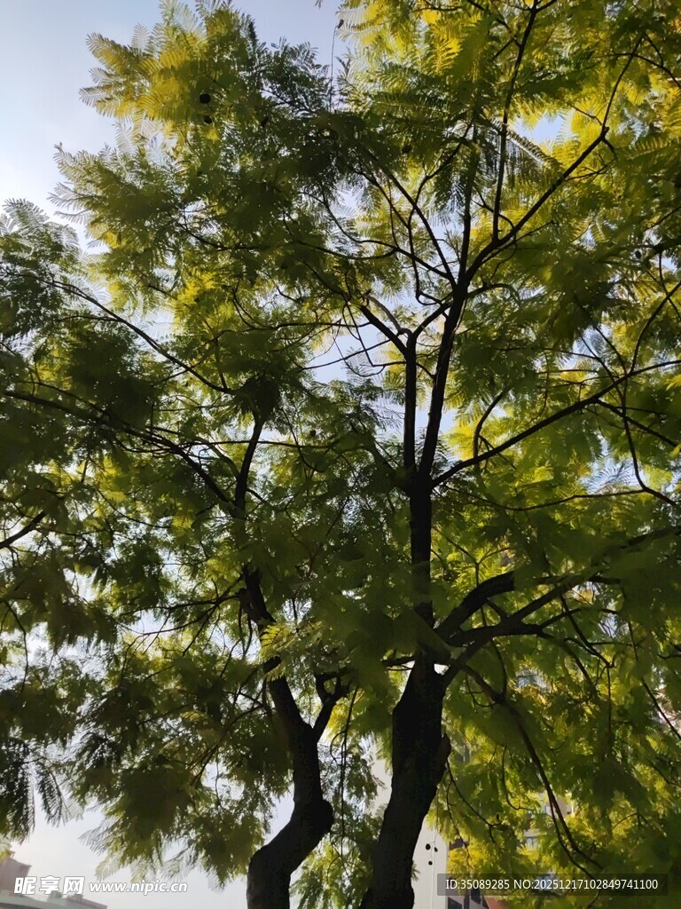 阳光下的葱郁树木