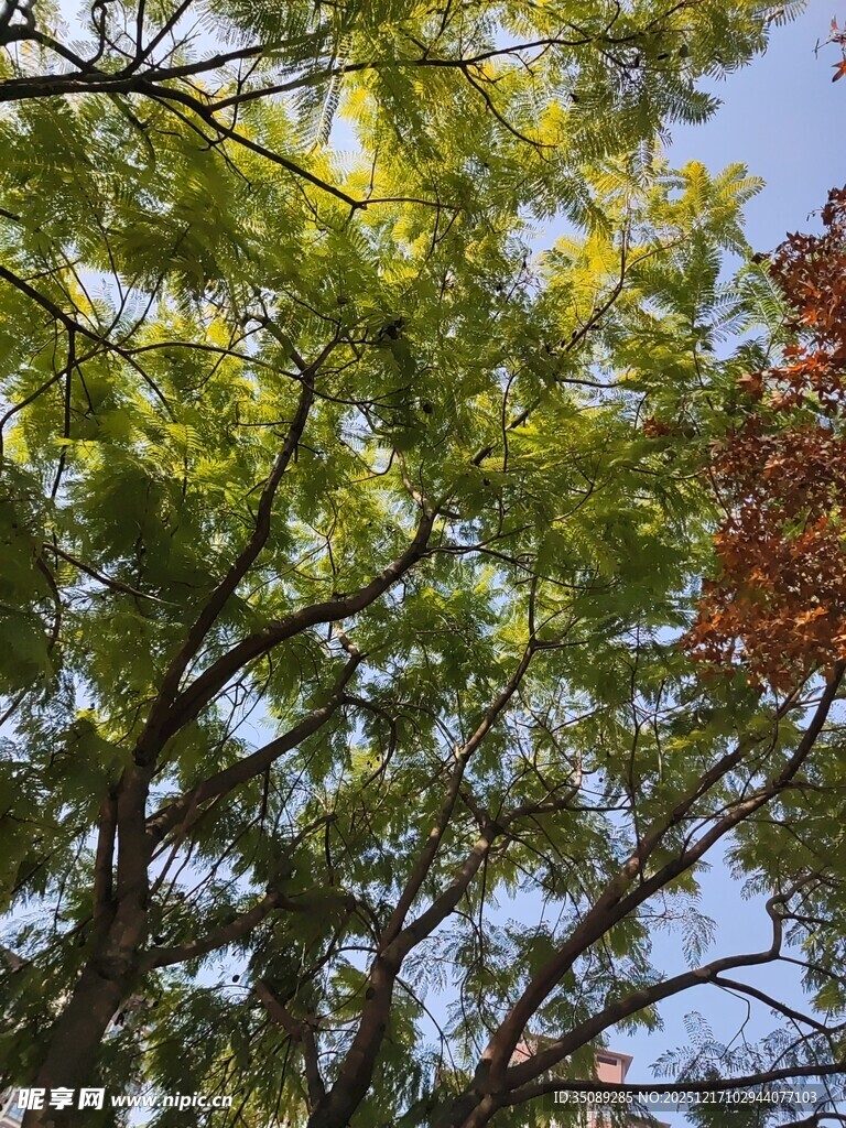 阳光下的繁茂绿树