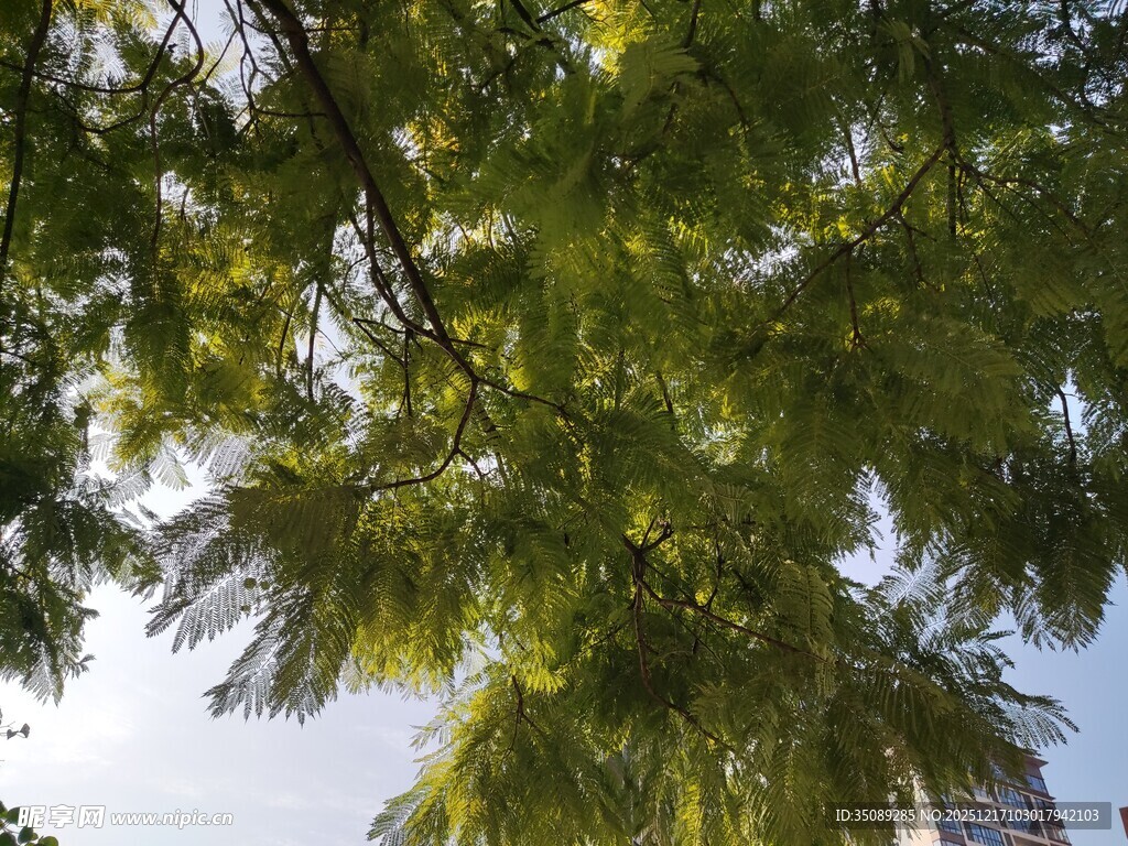 枝叶繁茂的绿树景观