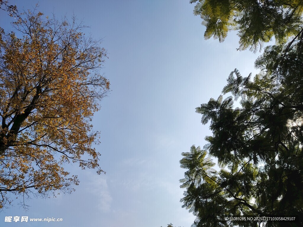 秋日树梢与晴朗蓝天