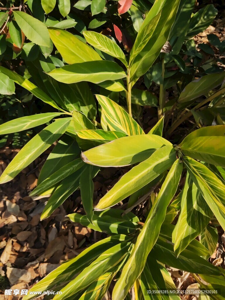 翠绿叶片的植物特写