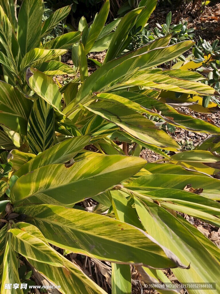 黄绿相间的斑斓叶片