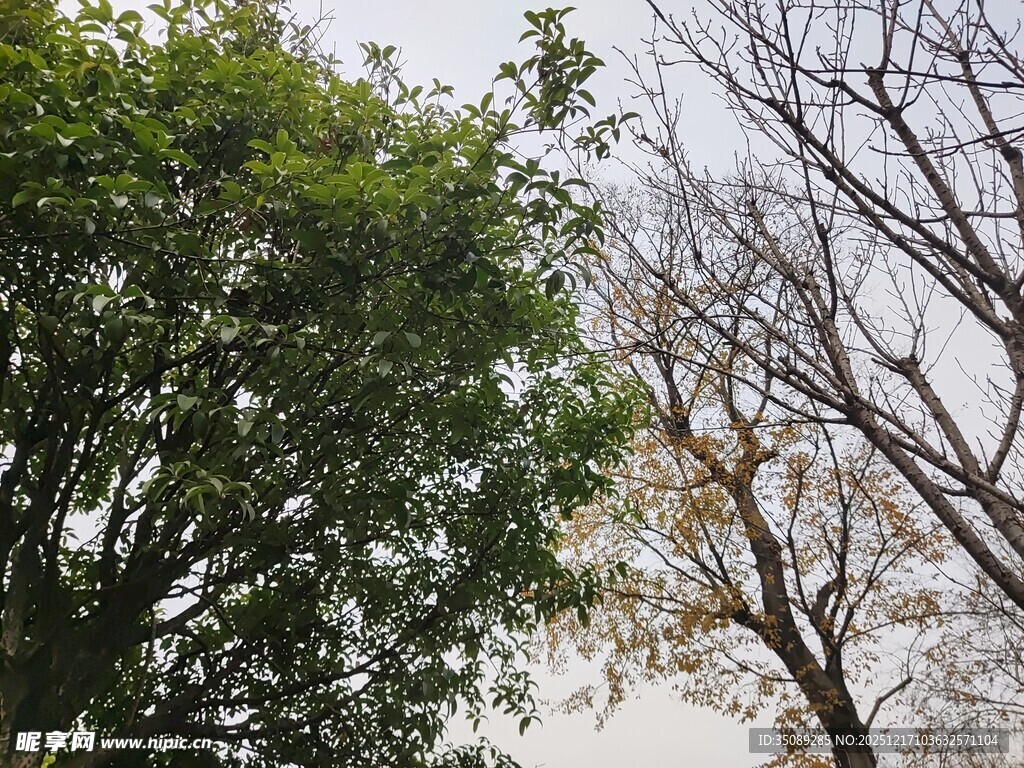 绿树与光秃树枝的景象