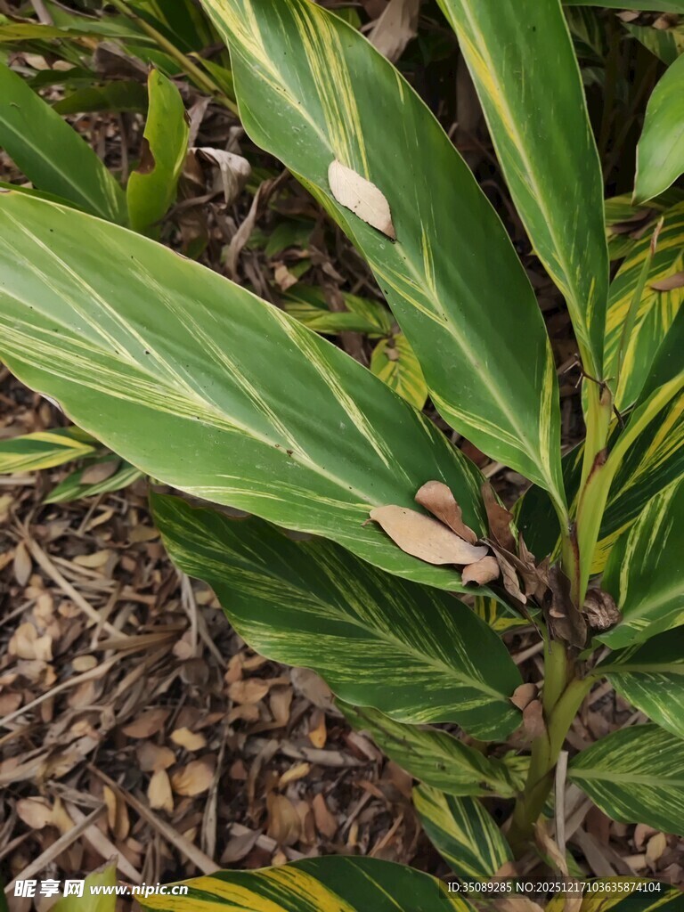 带斑纹的翠绿植物叶片