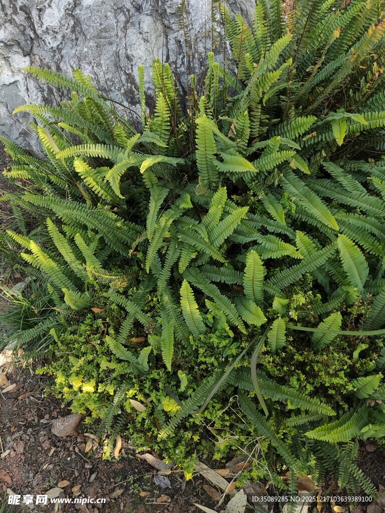 翠绿繁茂的丛生植物