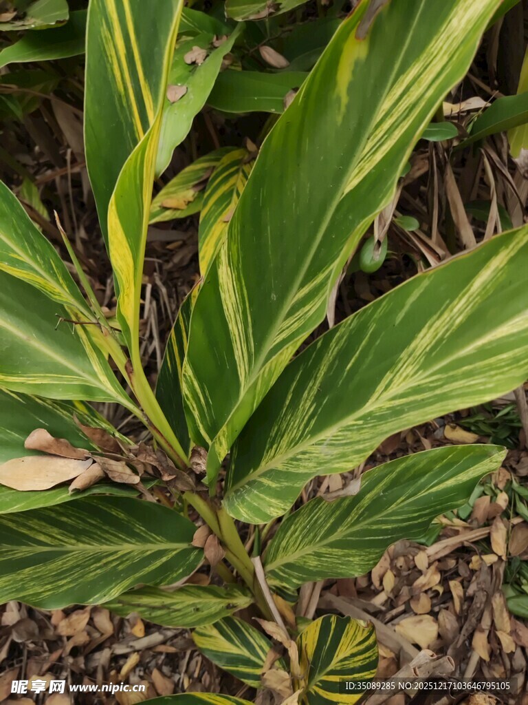 黄绿条纹叶片的植物