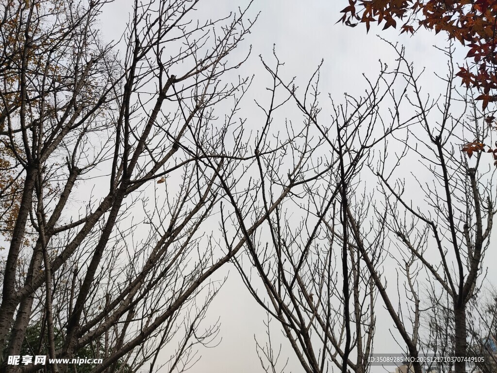冬日枯树景象