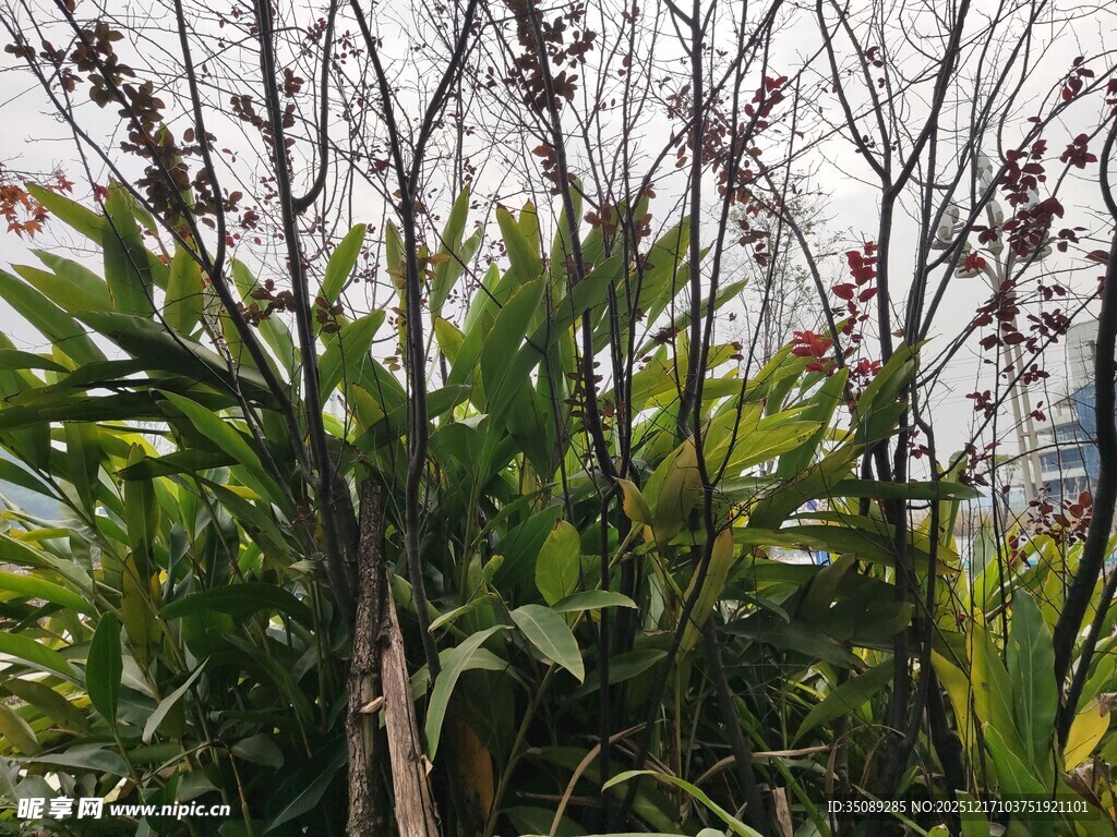 户外绿植花卉景观