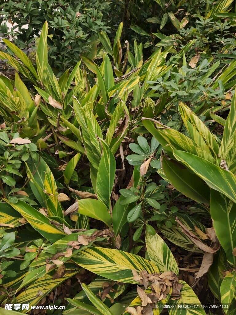 翠绿斑斓的观叶植物