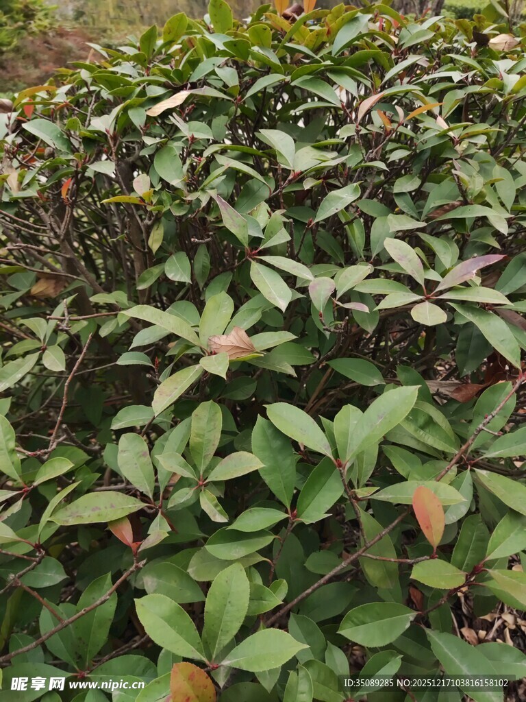绿叶繁茂的植物景观