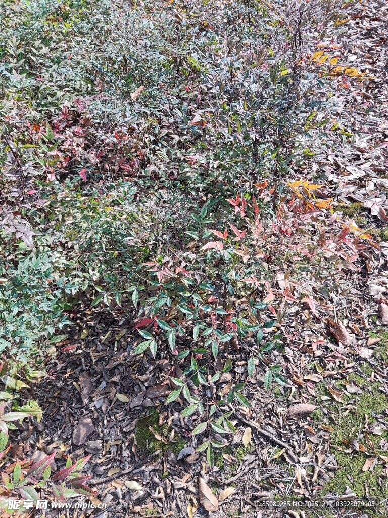 秋日林间带果绿植景象