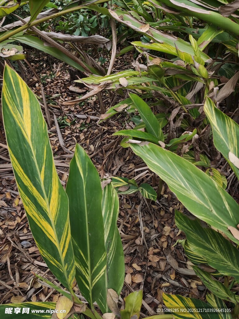 黄绿相间斑纹植物叶片
