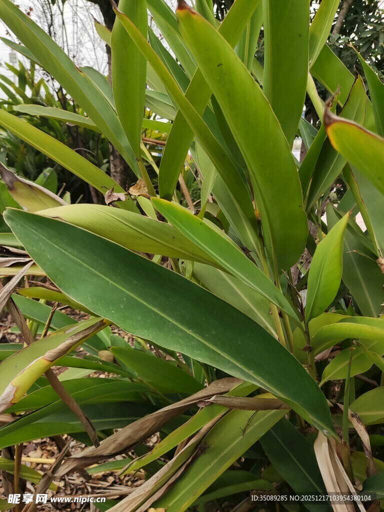 翠绿植物叶片特写