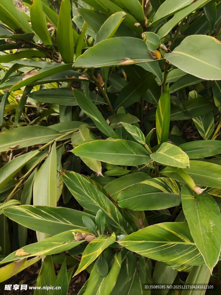 翠绿叶片的植物特写