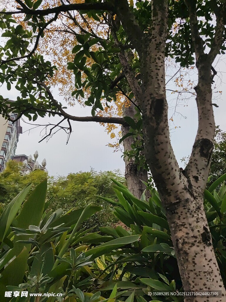 繁茂树林中的树木与绿植