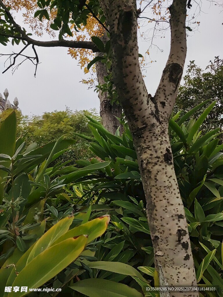 热带植物中的树干景象