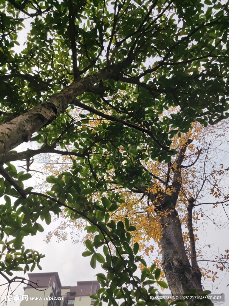 繁茂绿树与上方开阔天空