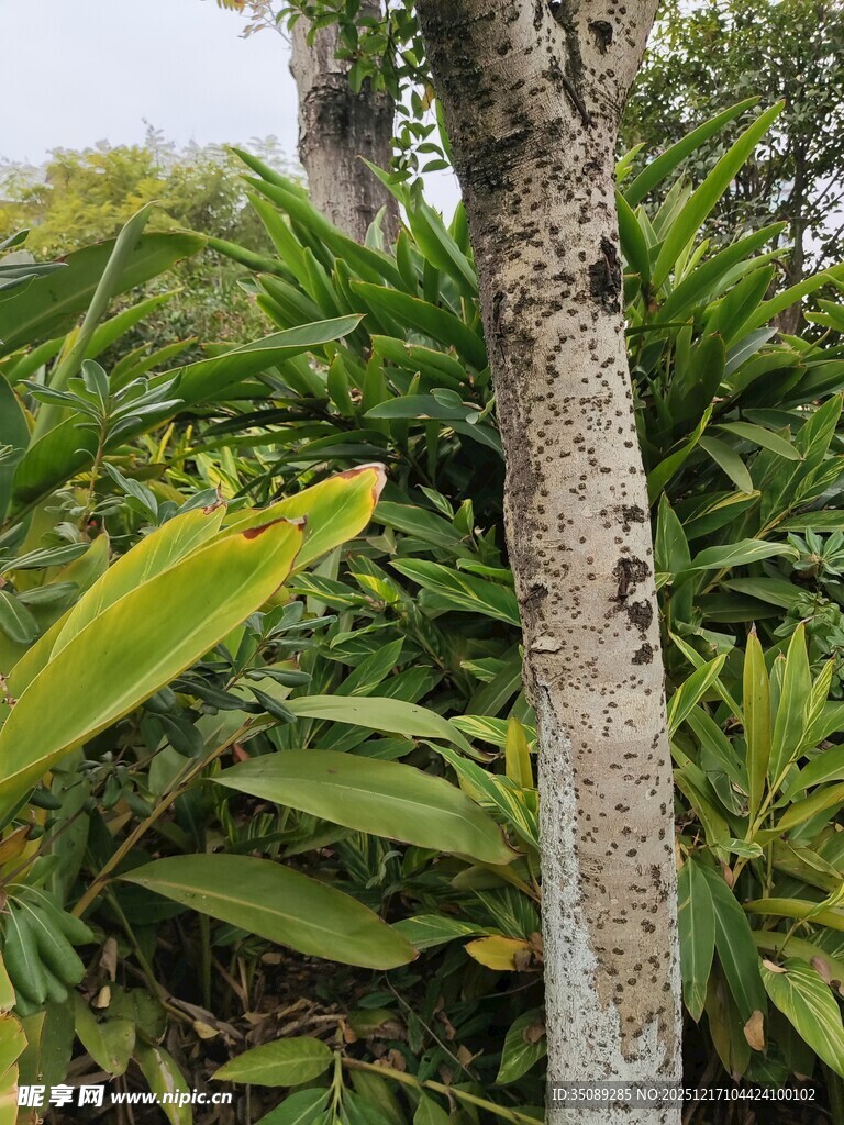 树干旁的繁茂热带植物