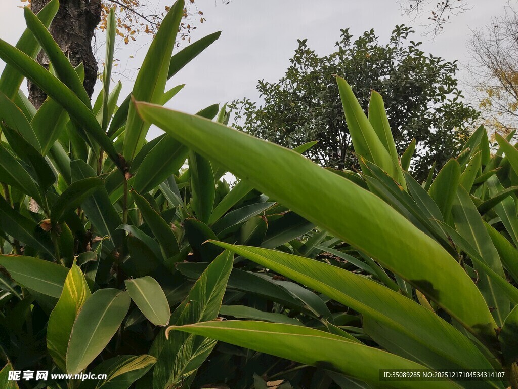 翠绿繁茂的热带植物景观