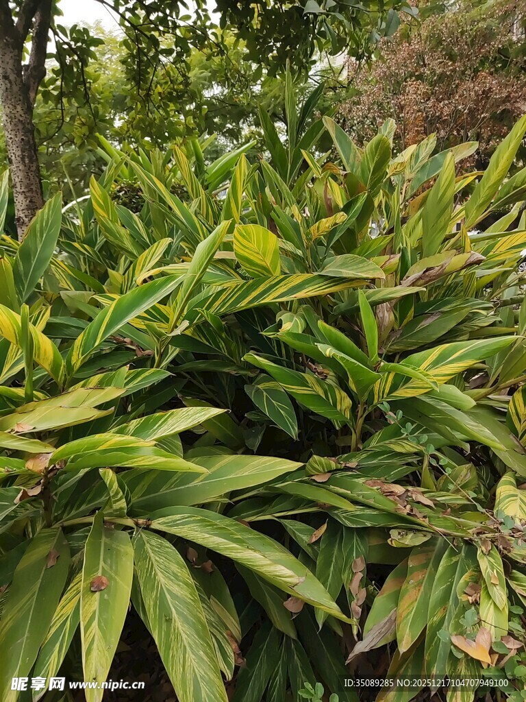 绿叶繁茂的植物景观