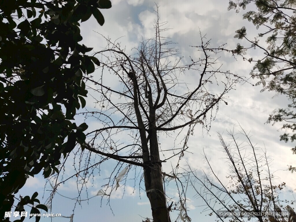 枯树立于繁茂枝叶间