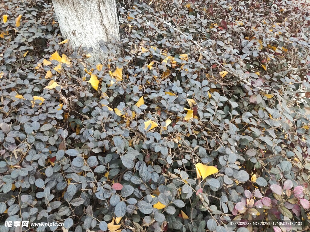 地面多彩落叶景观