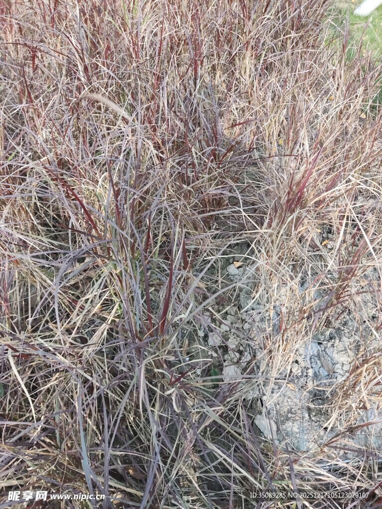 干枯杂草景象