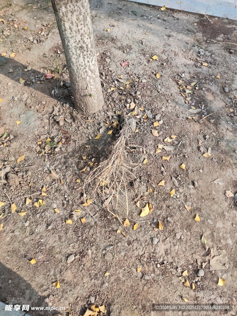 树根旁的地面与散落黄叶