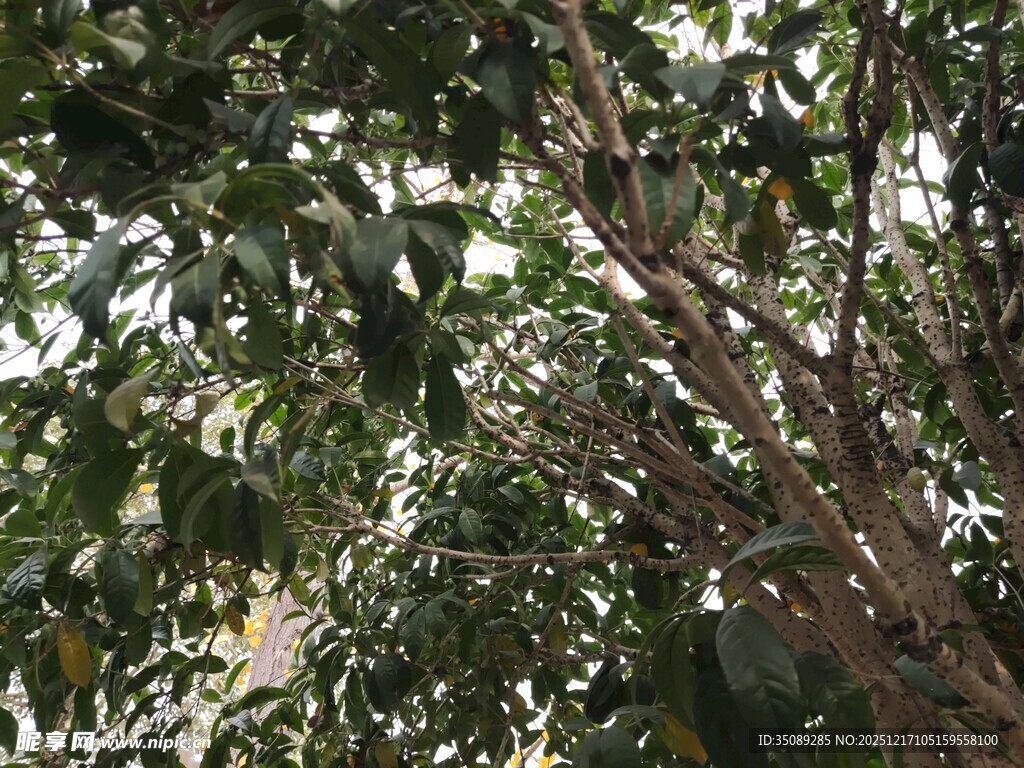 繁茂枝叶间的绿意景象