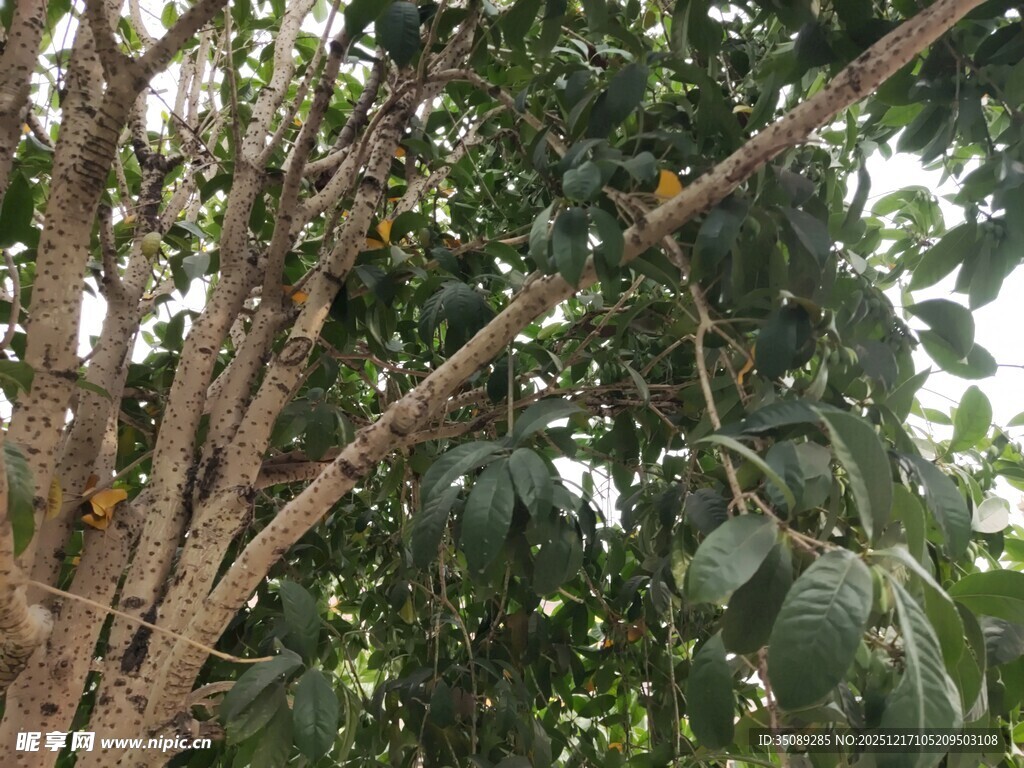 繁茂树枝与绿叶景象