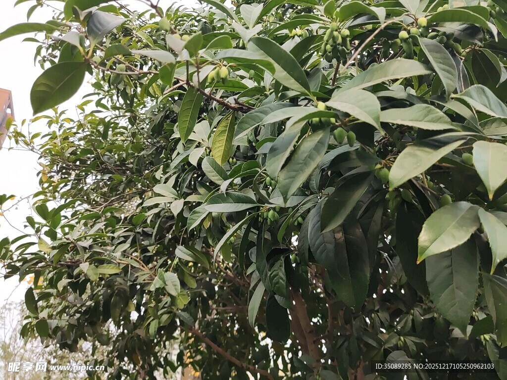 繁茂绿叶覆盖的果树