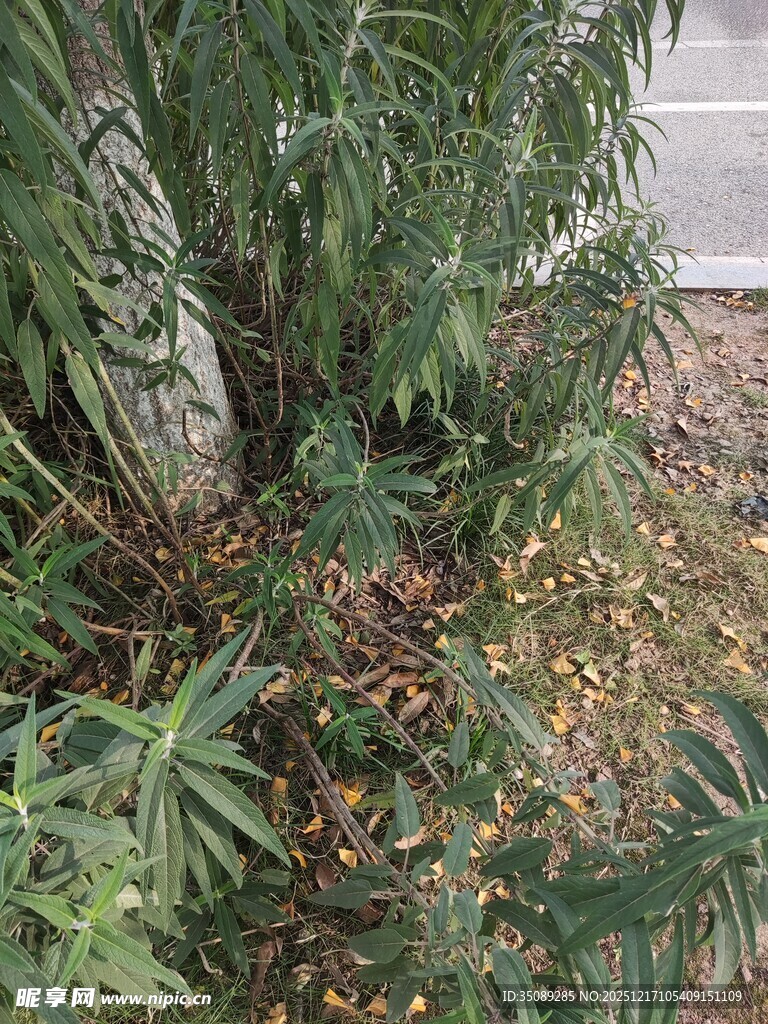 树下绿植与落叶景象