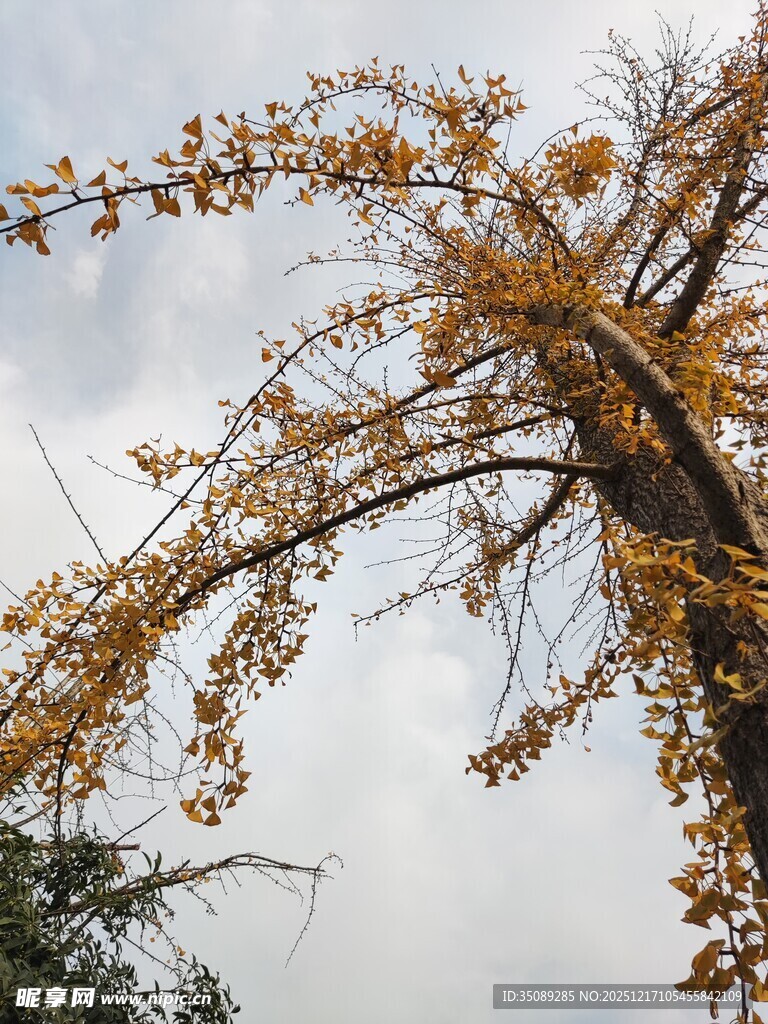 秋日金黄树枝映于天际
