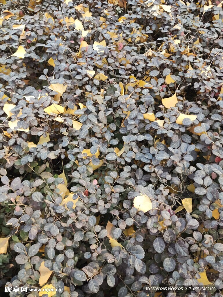 地面散落的枯叶与花瓣