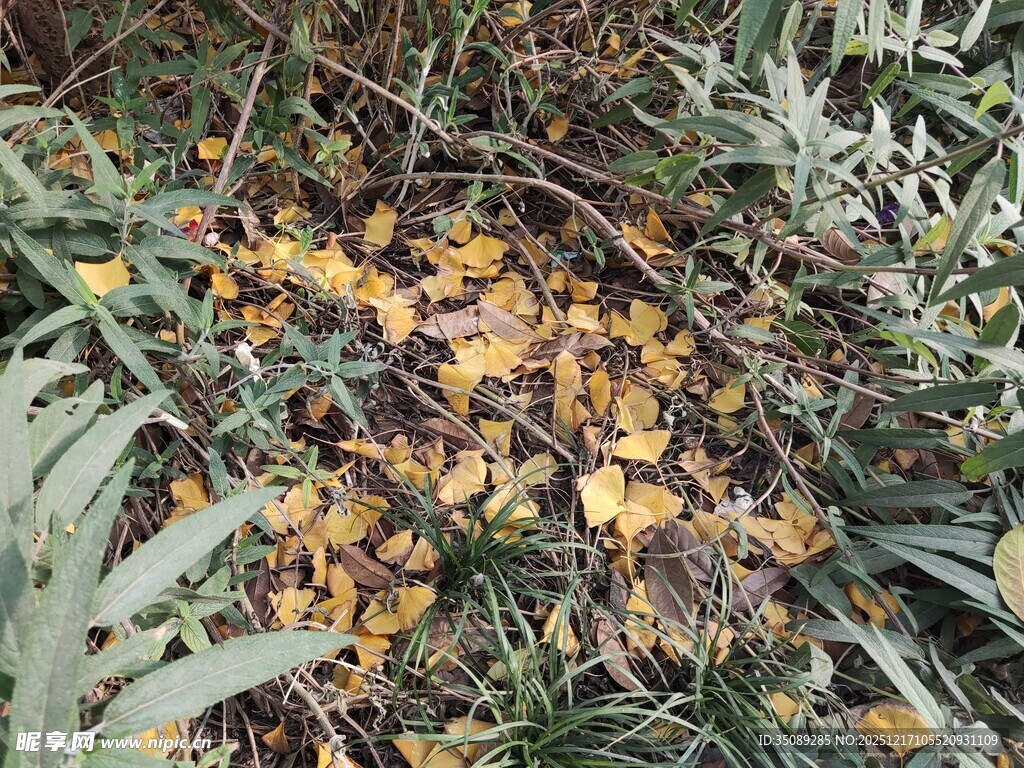 地上的黄色蘑菇群